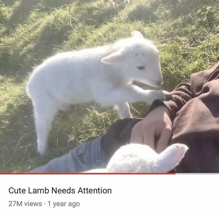 cute lamb needs attention