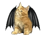 bat cat gif
